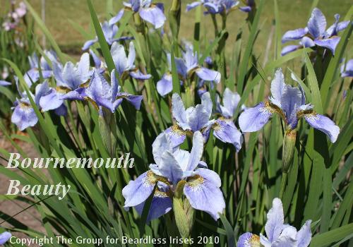 Bournemouth Beauty 2